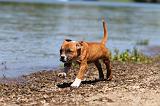 STAFFIE 208